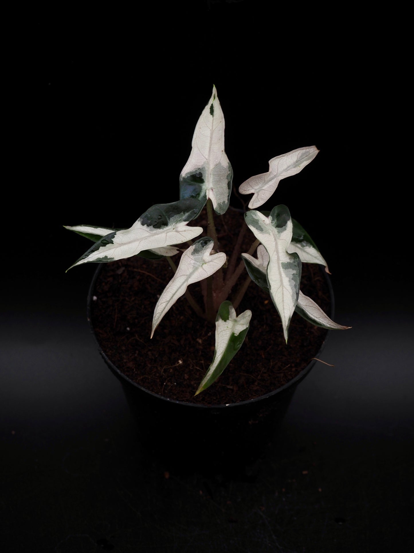 Alocasia Bambino Pink Lava