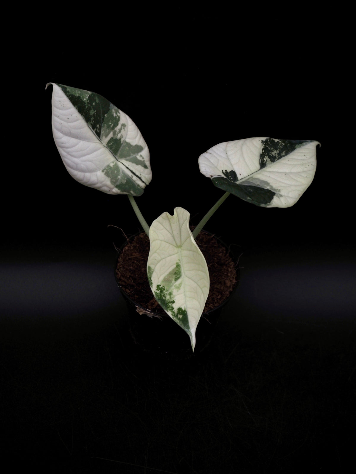 Alocasia Maharani Albo Variegata