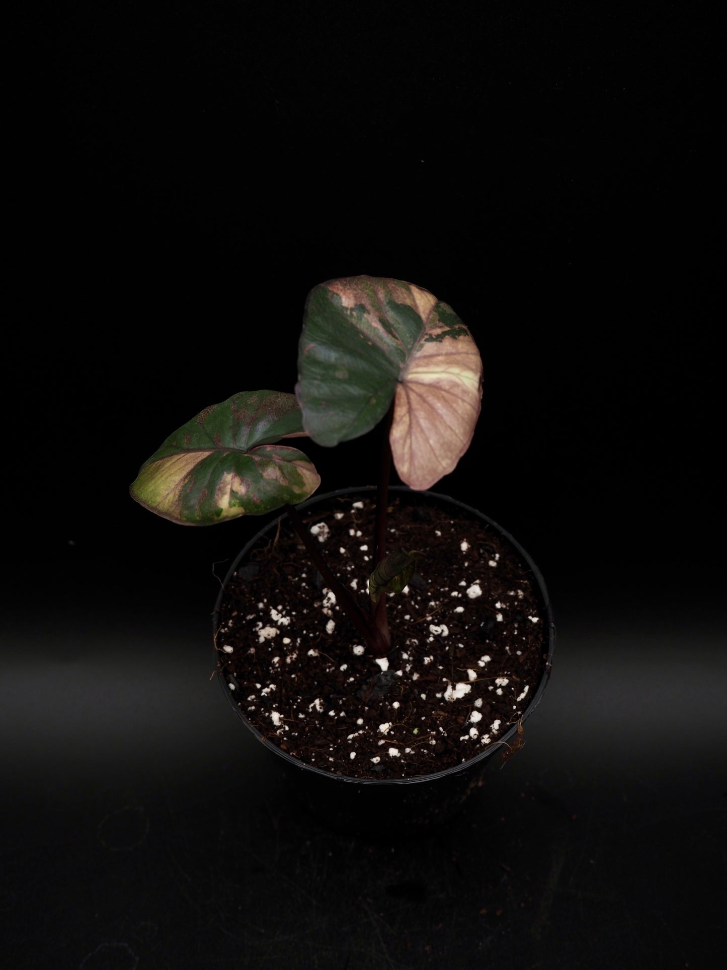 Alocasia Serendipity Variegata