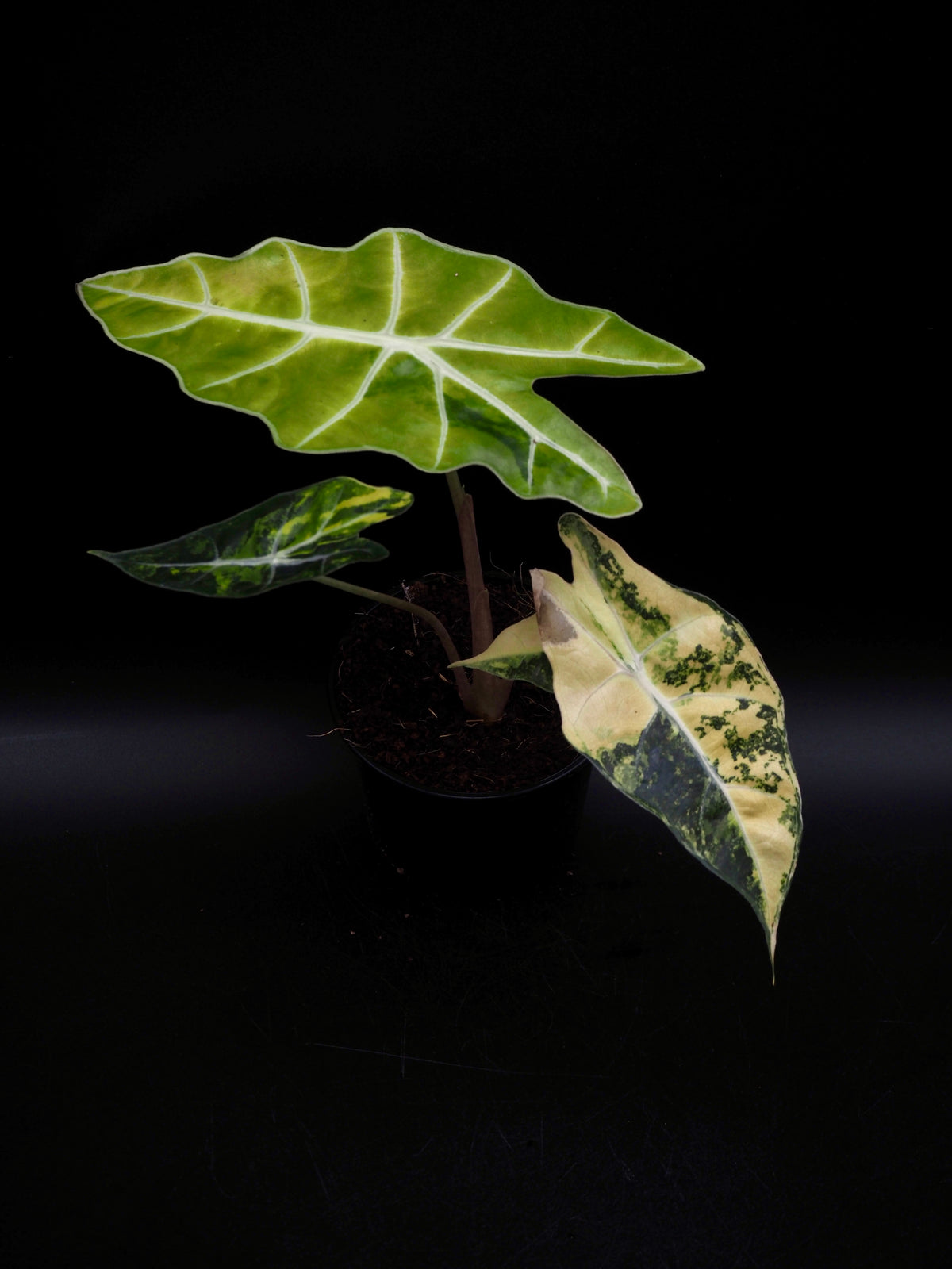 Alocasia Sanderiana Bull Aurea