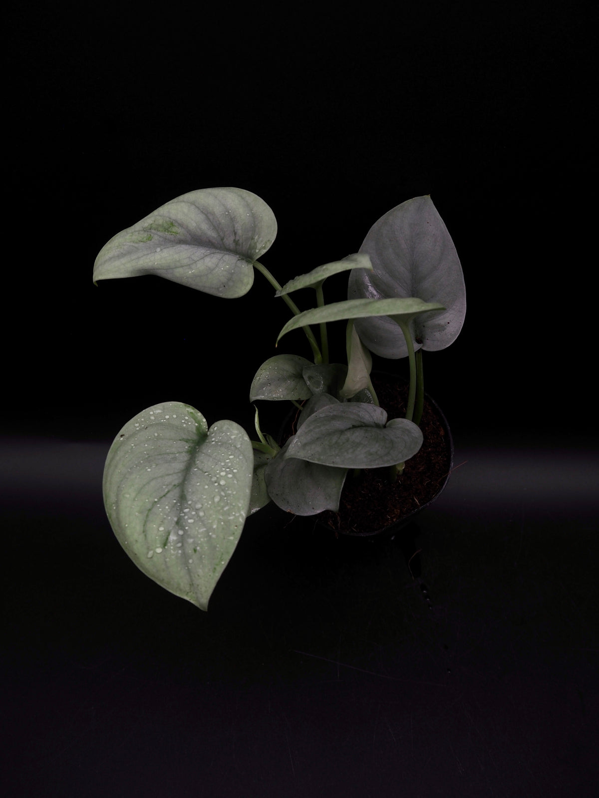 Scindapsus Platinum