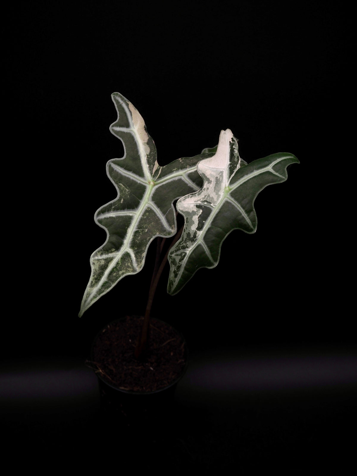 Alocasia Nobilis Rose