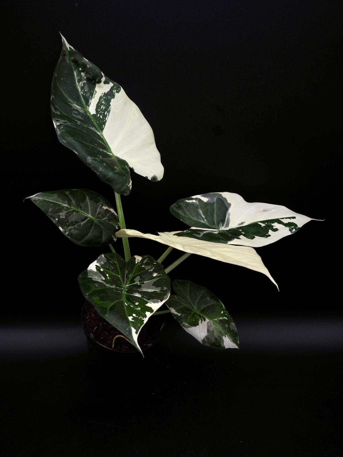 Alocasia Regal Shield Albo
