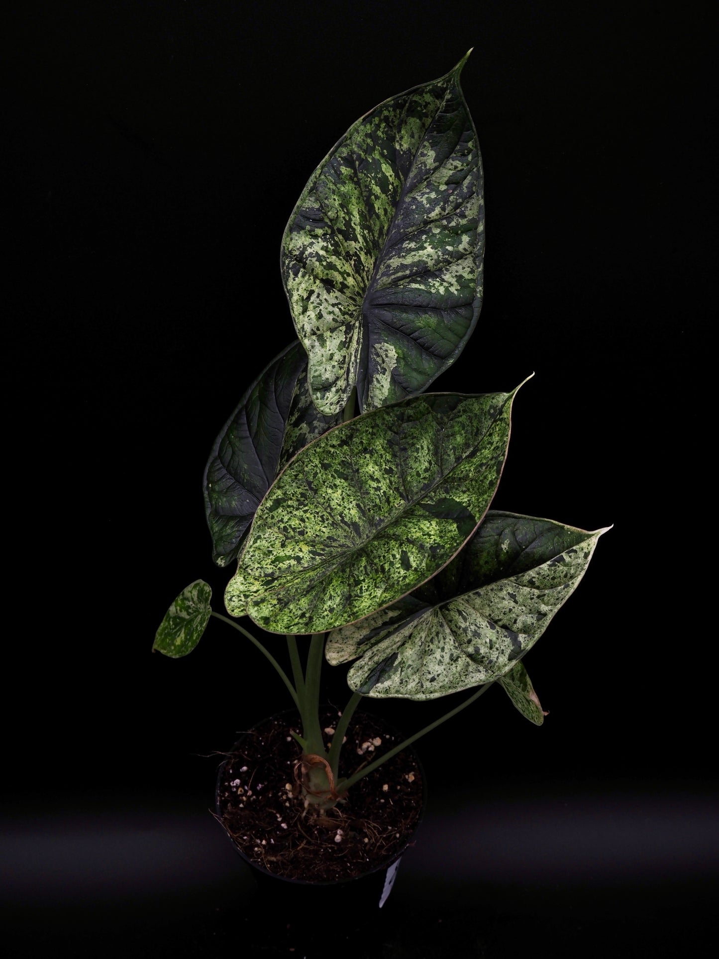 Alocasia Dragon Scale Menthe Variegata
