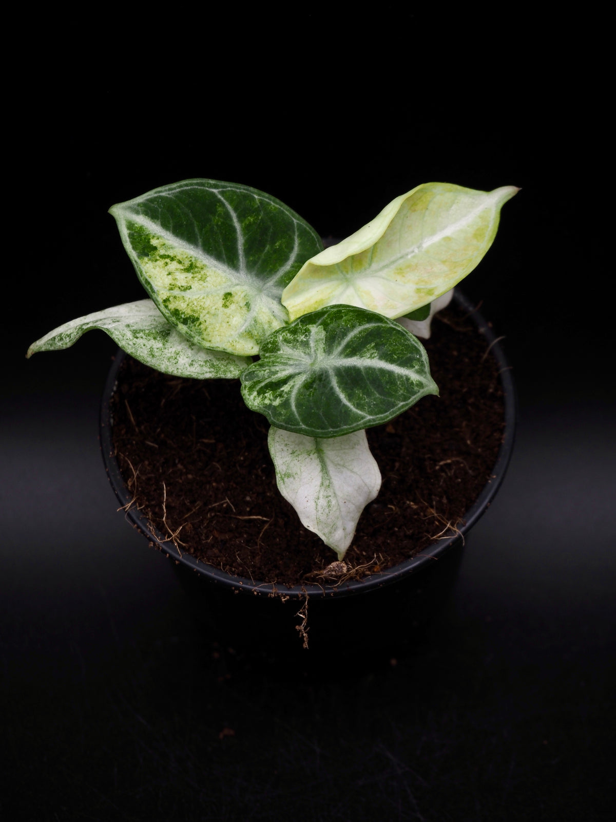 Alocasia Ninja Tricolor