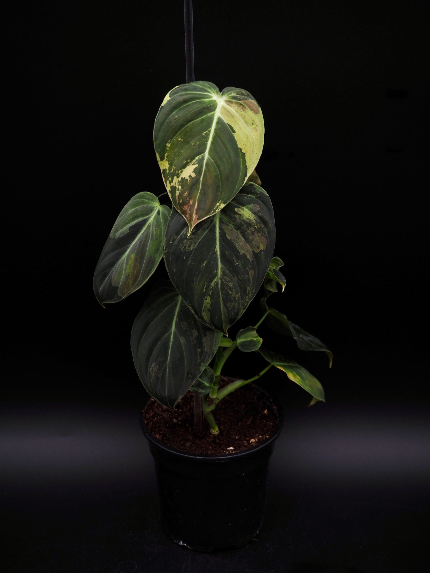 Philodendron Melanochrysum Variegata
