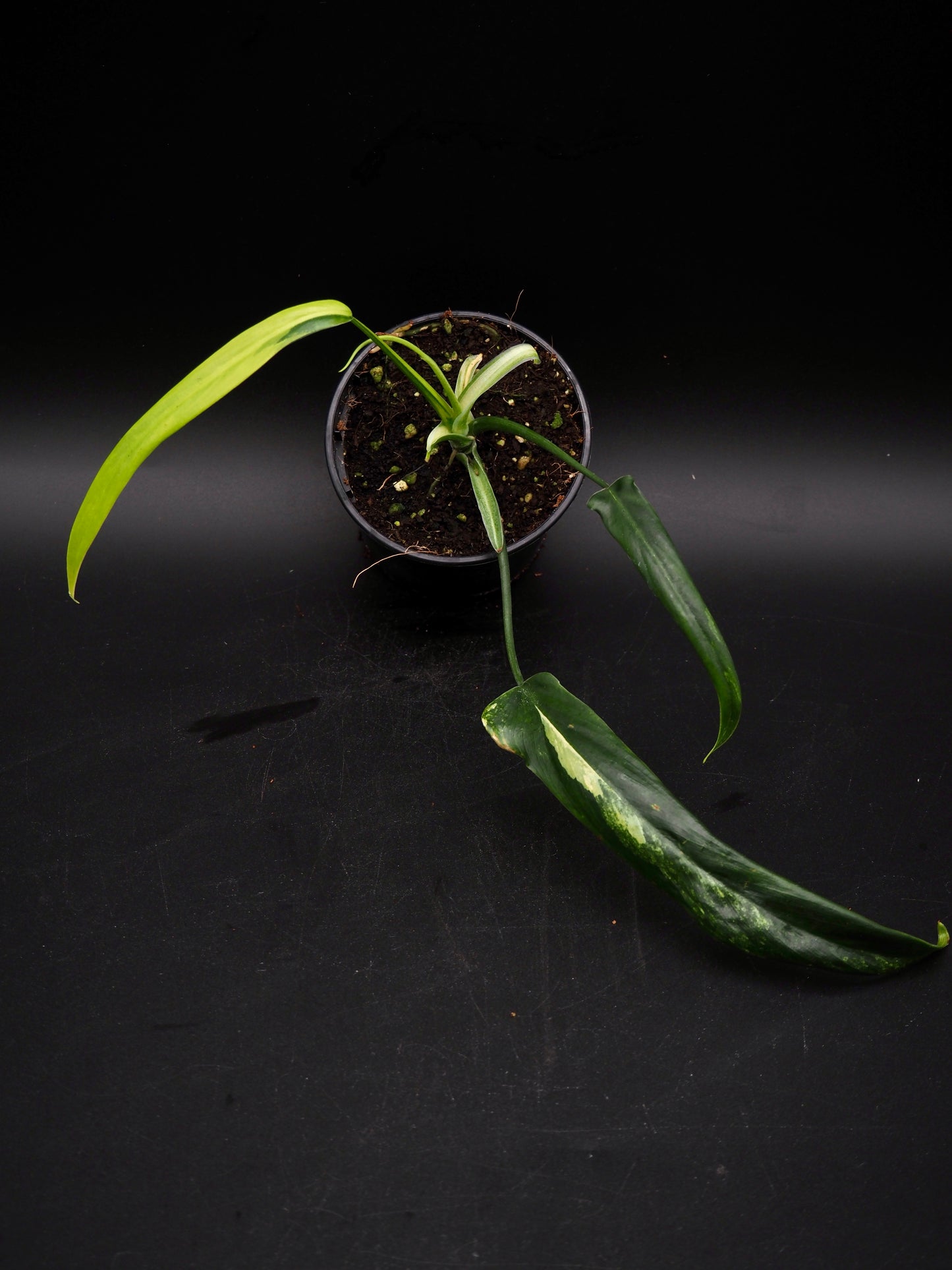 Philodendron Holtonianum Aurea