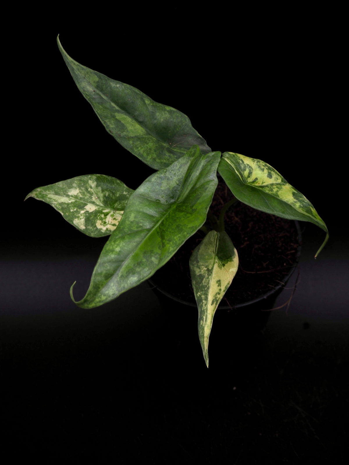 Alocasia Simpo Aurea