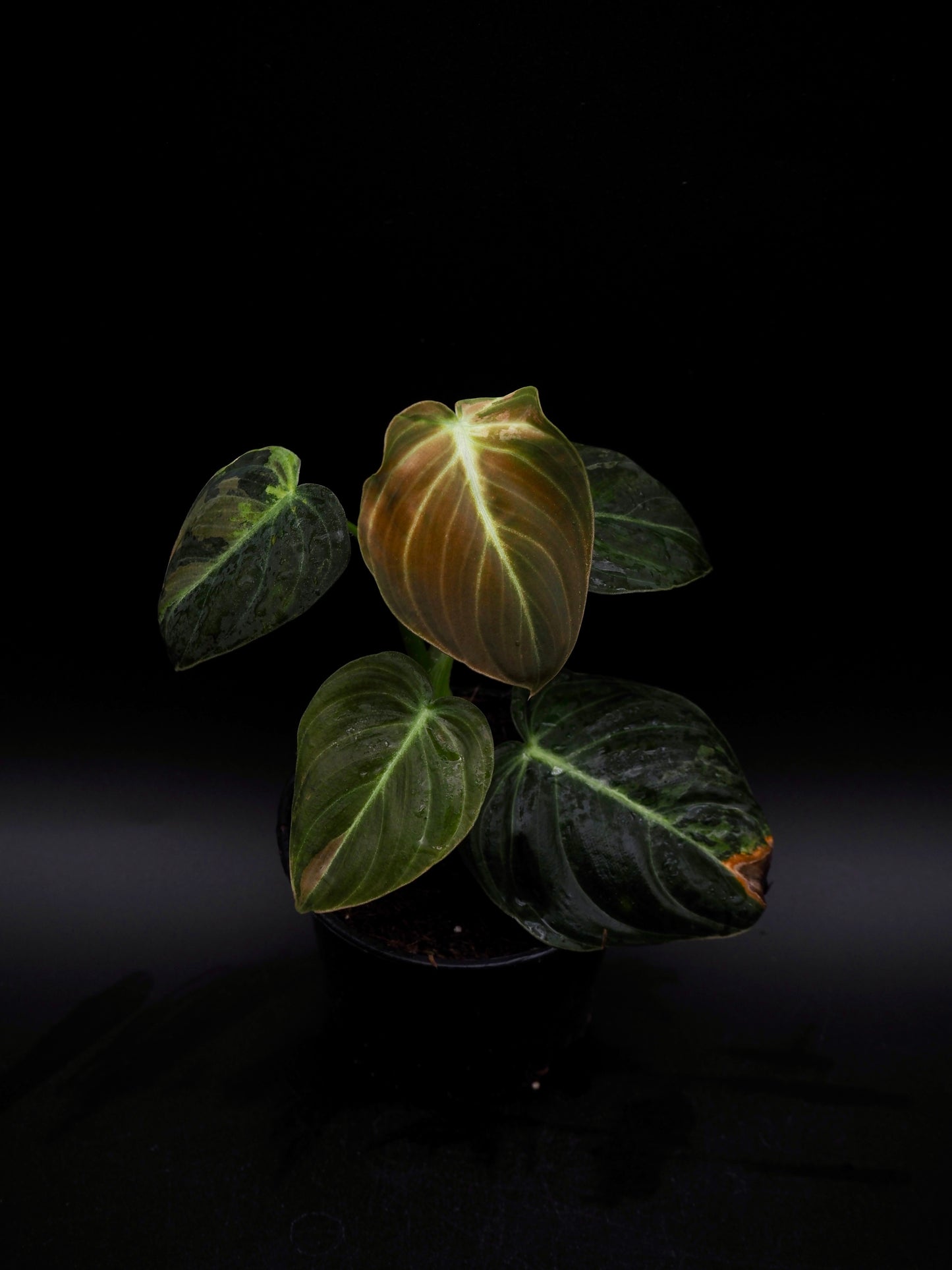 Philodendron Melanochrysum Variegata