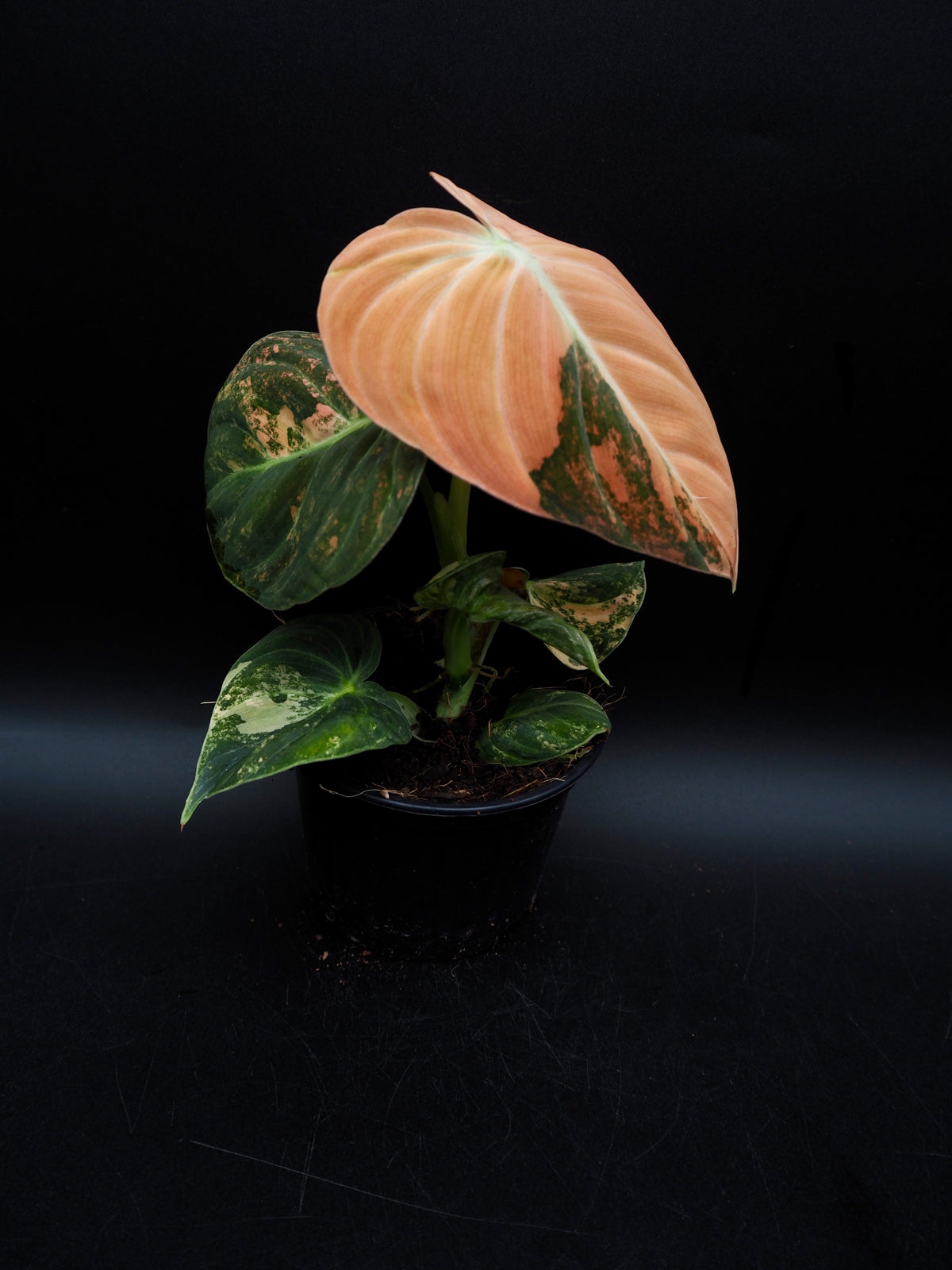 Philodendron Melanochrysum Bonfire