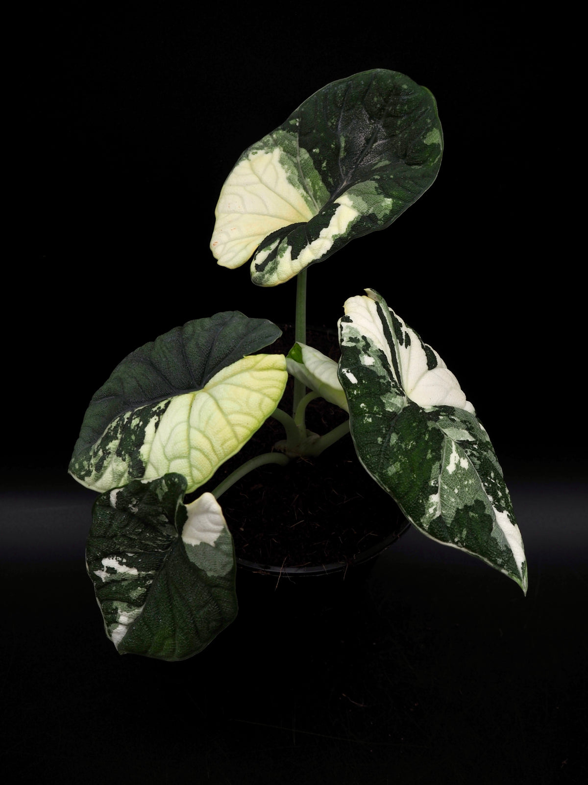 Alocasia Melo Albo Variegata