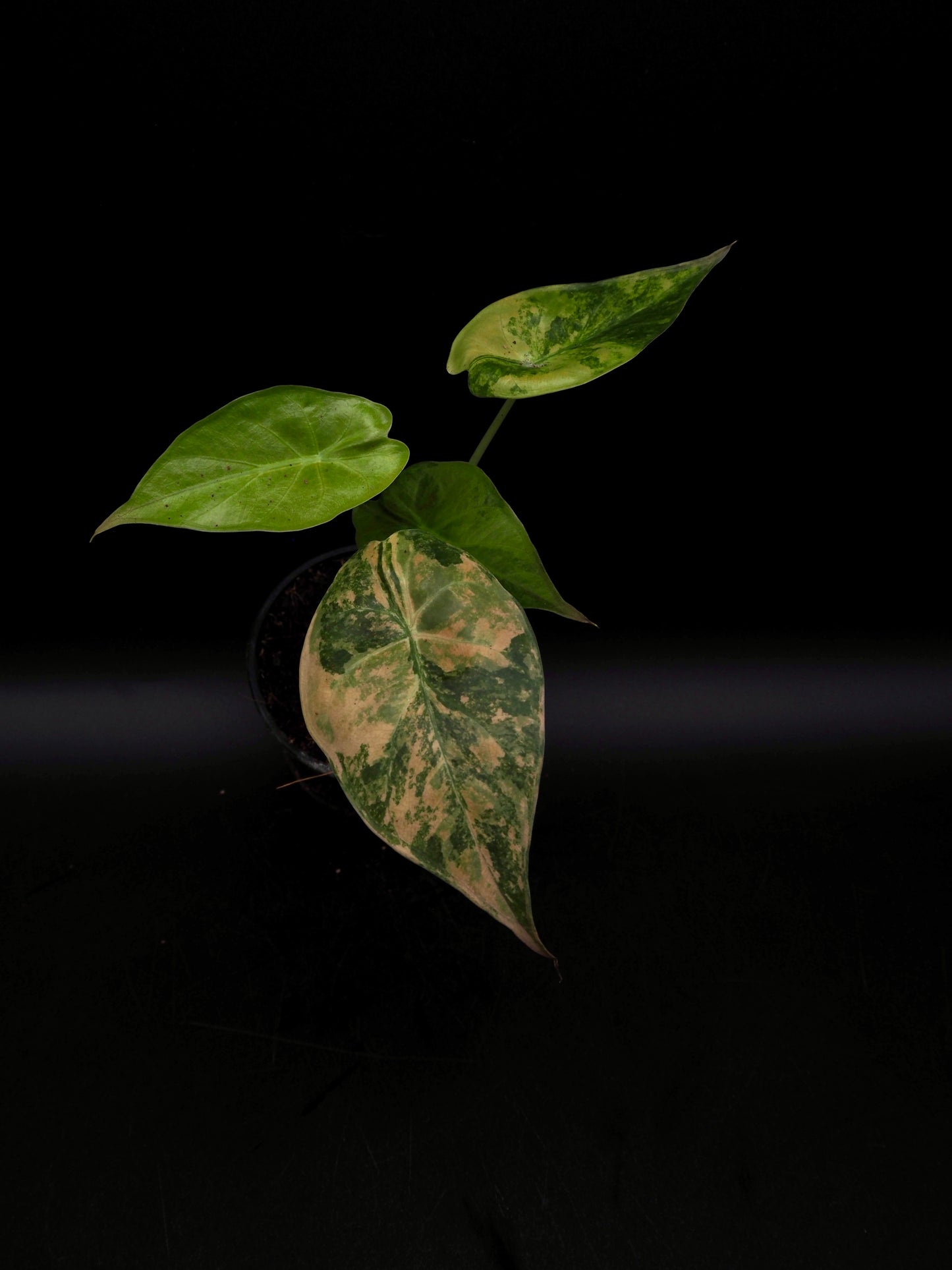 Alocasia Wentii Sunset Aurea