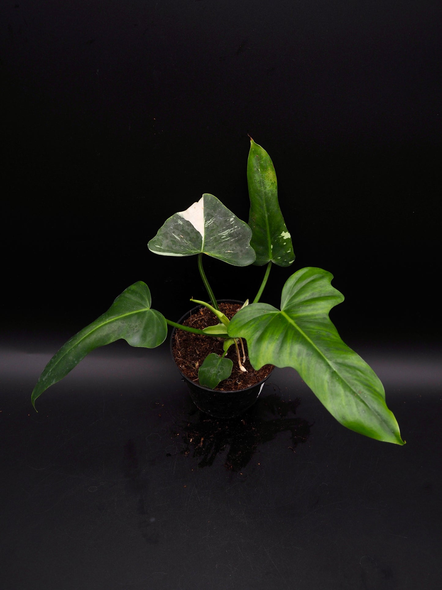 Philodendron Golden Dragon Variegata