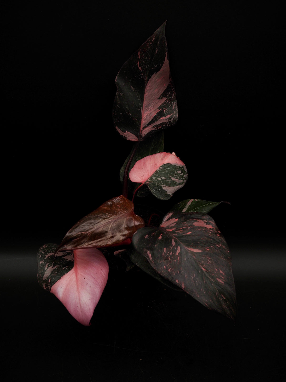 Philodendron Pink Princess Galaxy