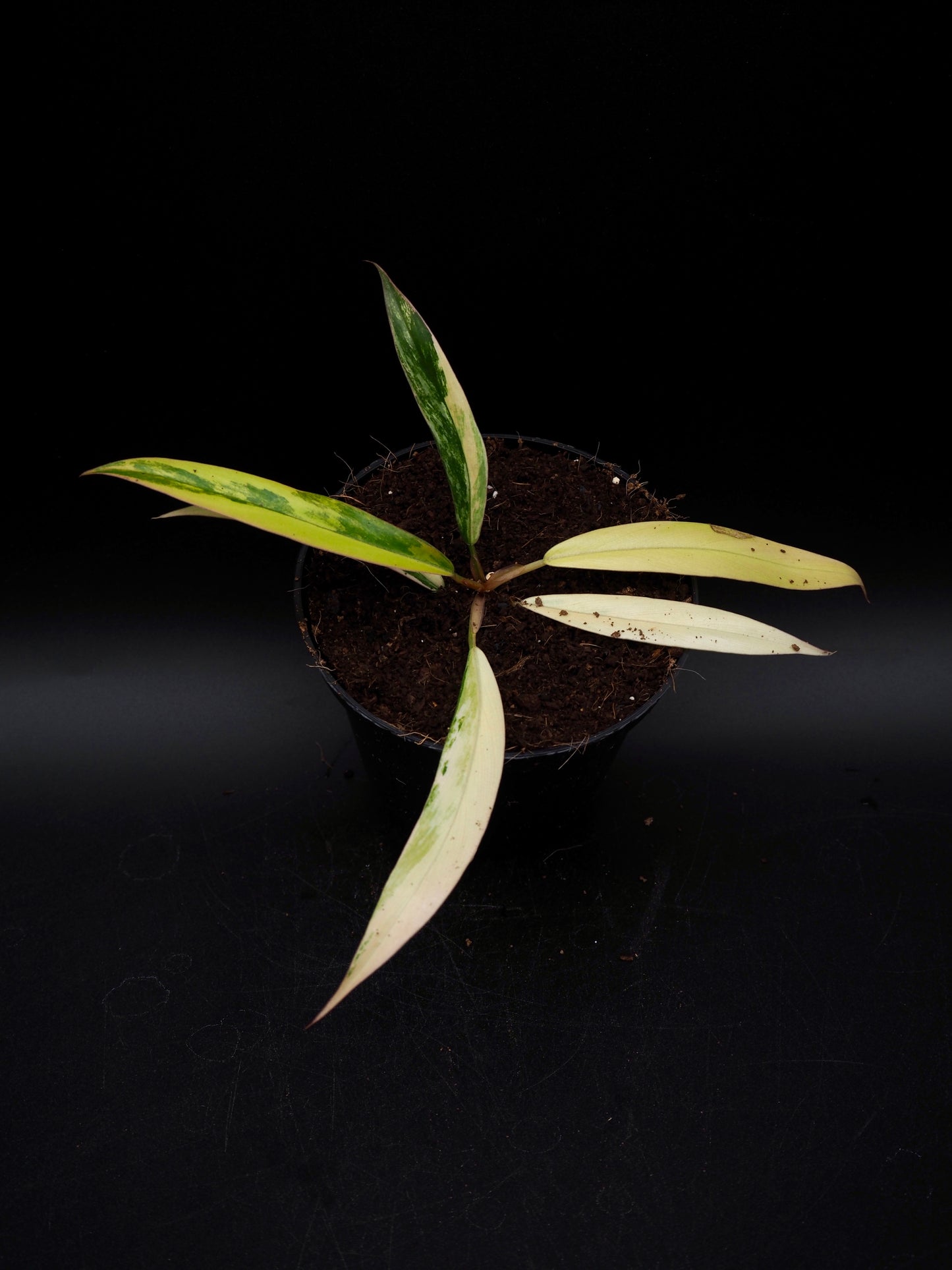 Philodendron Caramel Marble