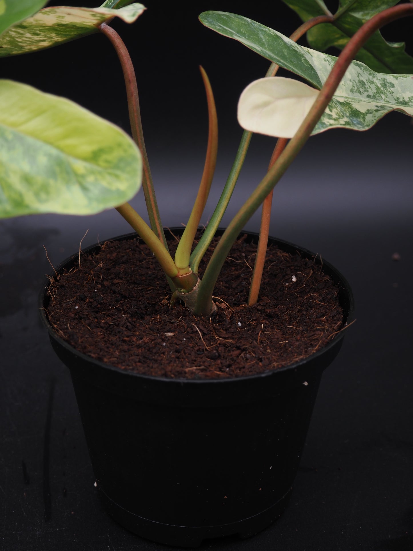 Philodendron Florida Beauty x Billitiea (Jennifer)