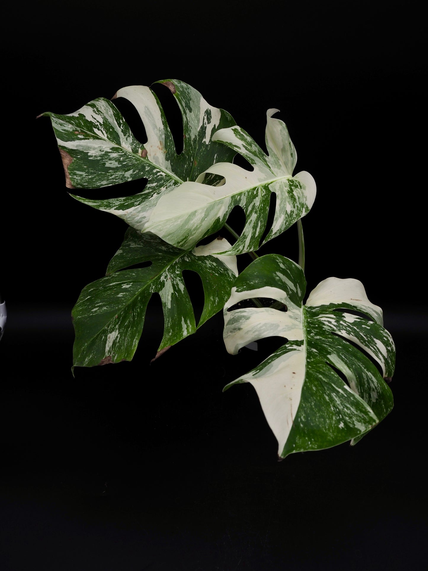 Monstera Borsigiana Albo Variegata