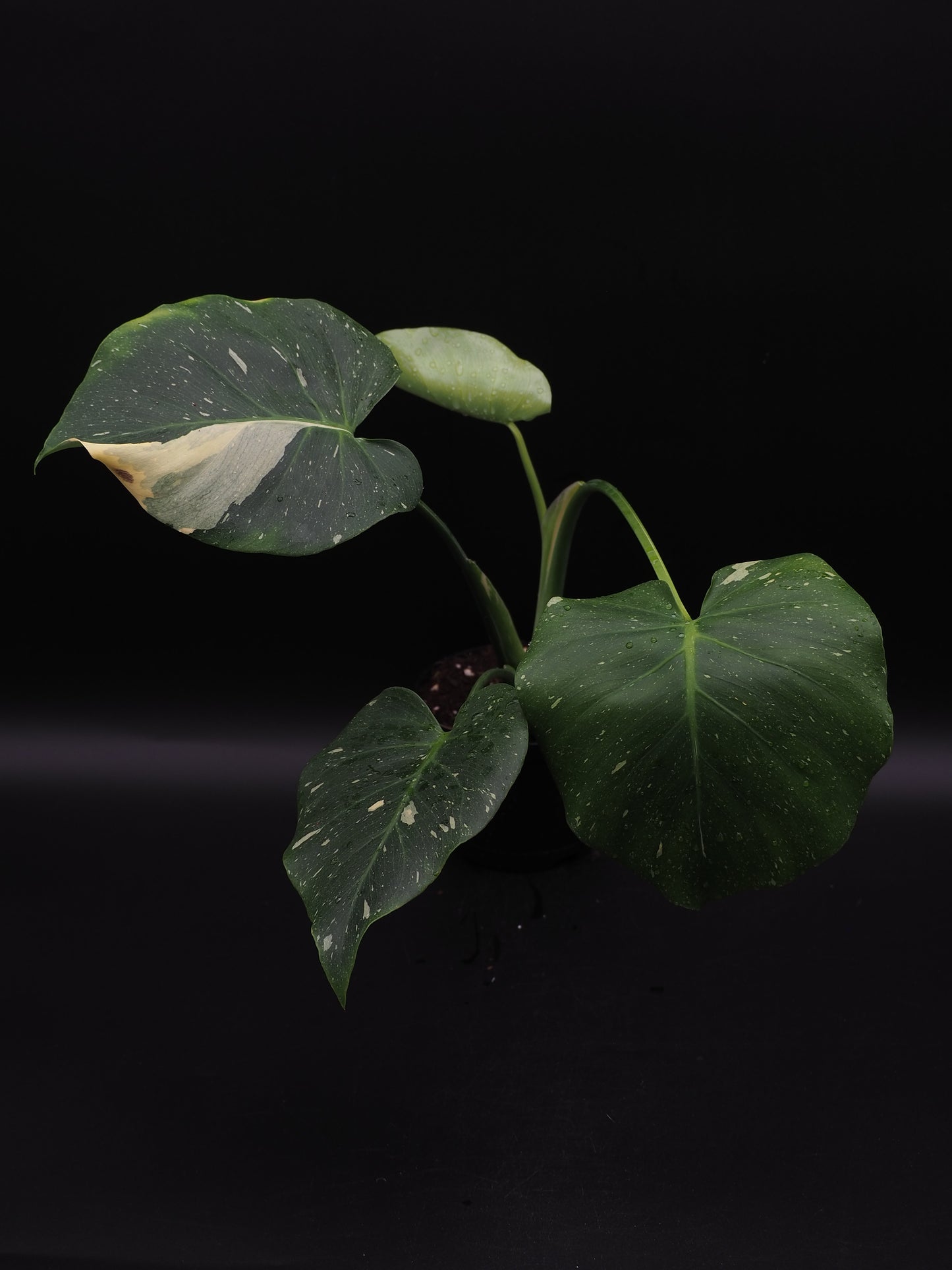 Monstera Thai Constellation