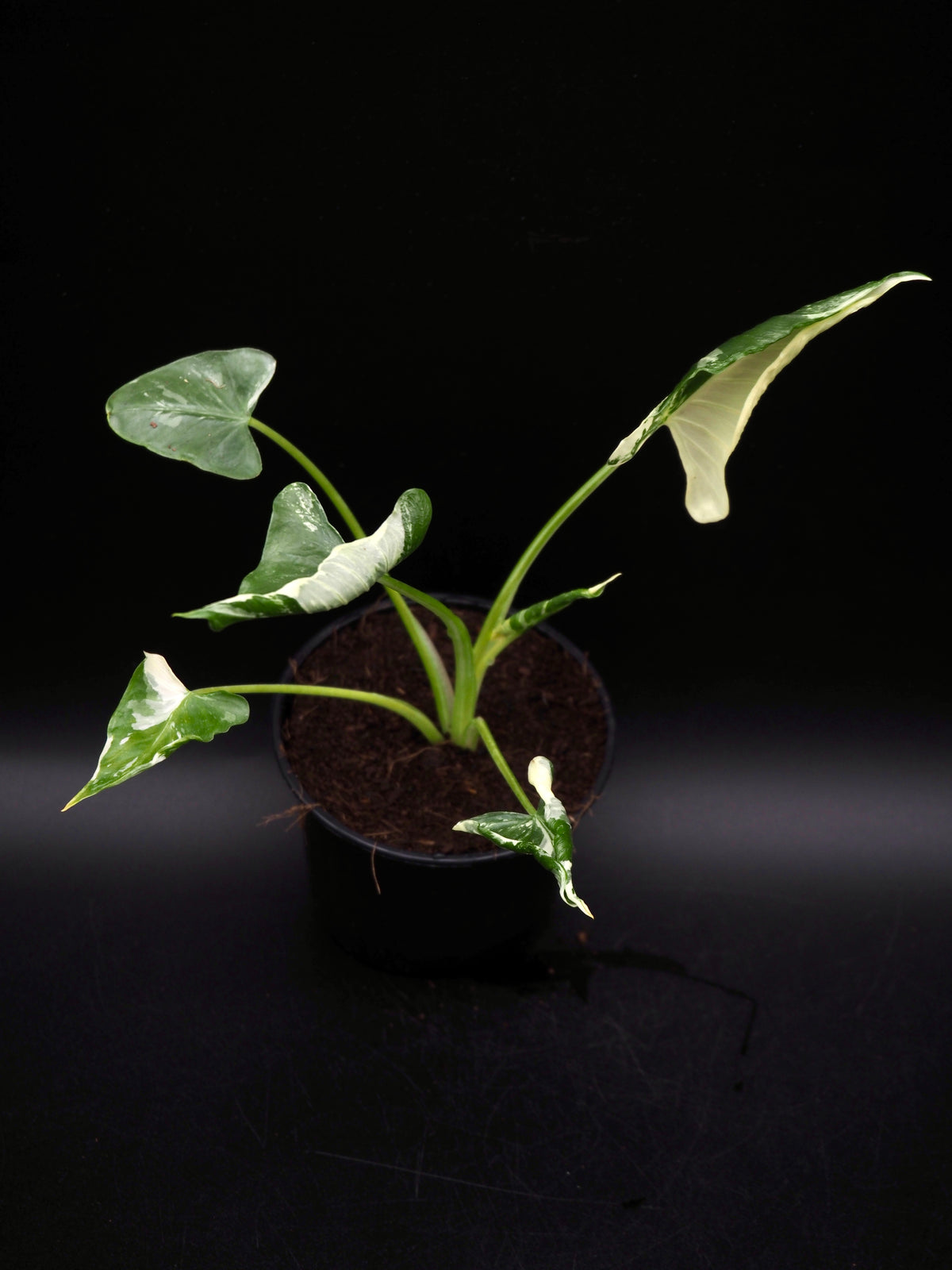 Alocasia Triangularis Albo