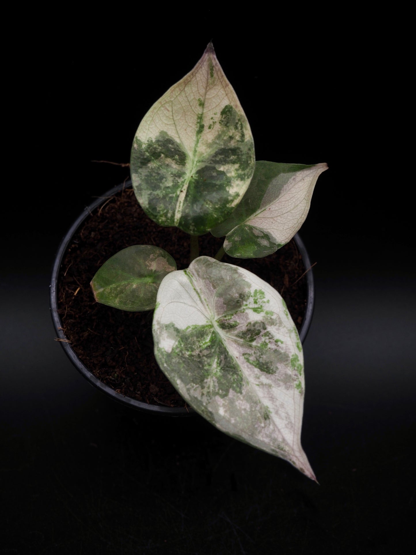 Alocasia Wentii Albo/Pink