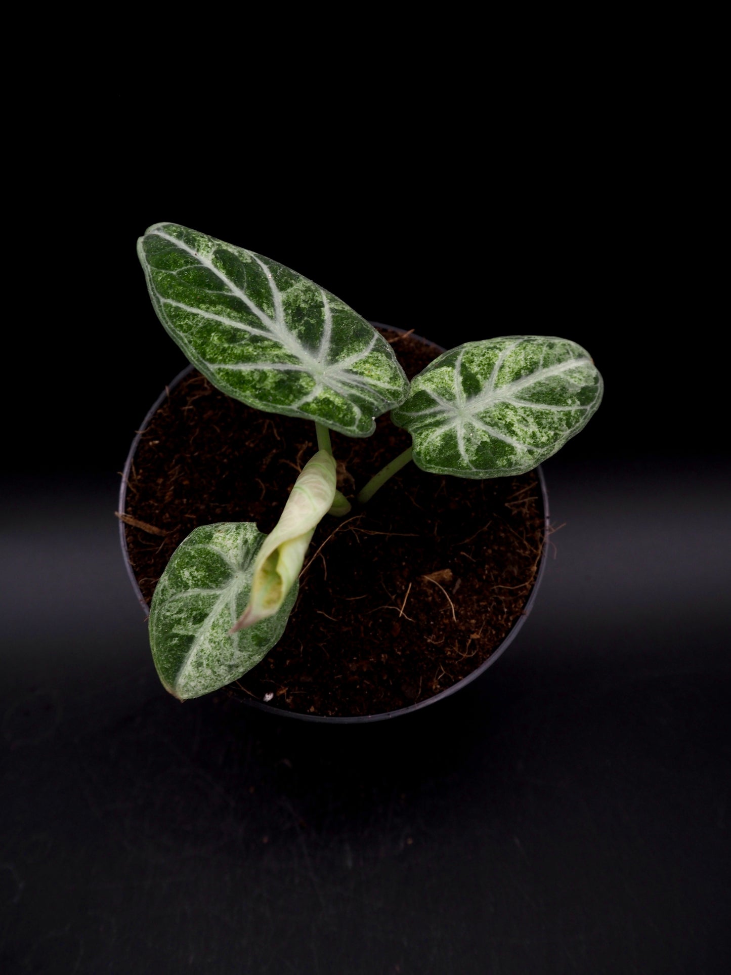 Alocasia Ninja Tricolor