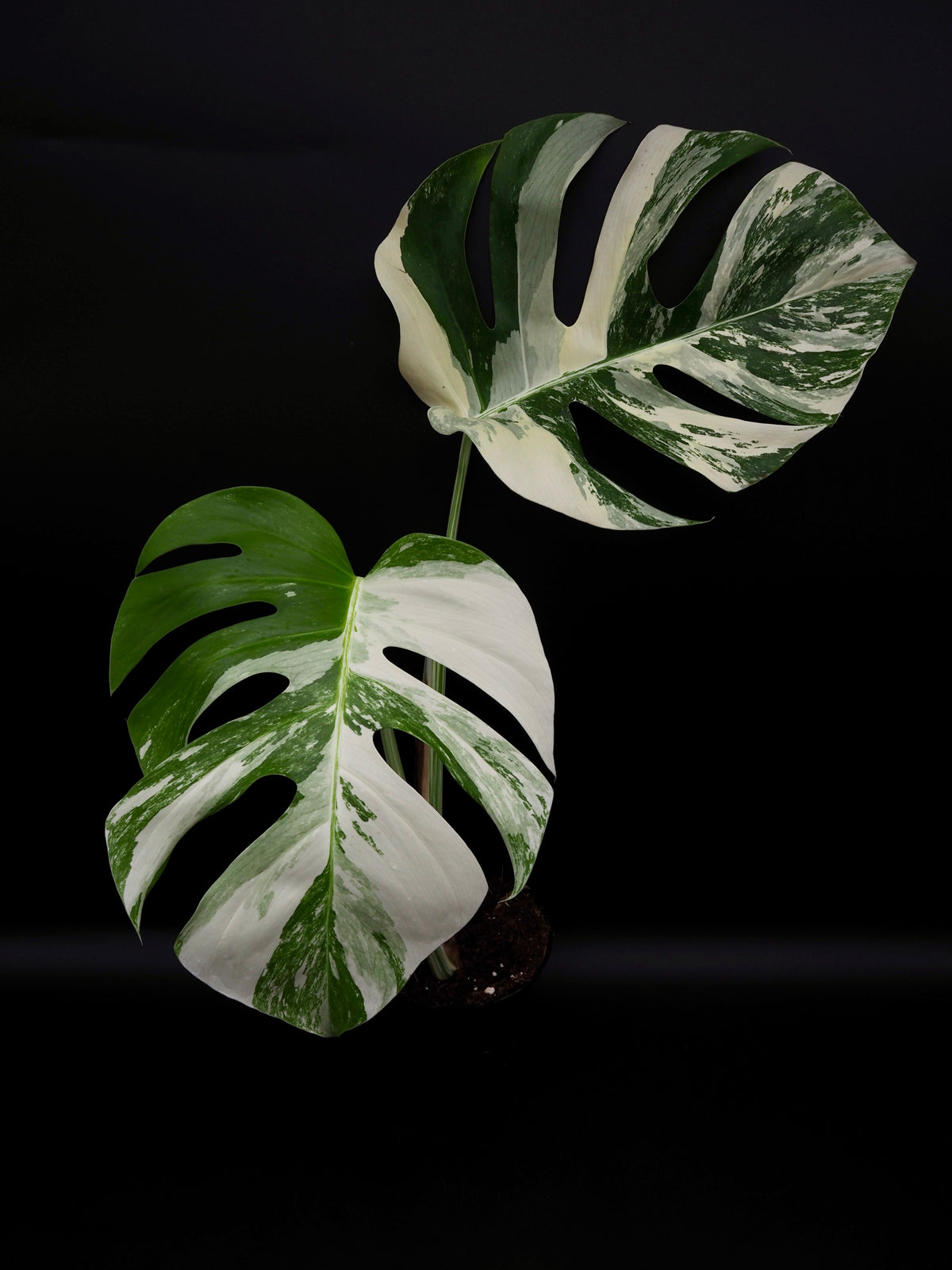 Monstera Borsigiana Albo Variegata