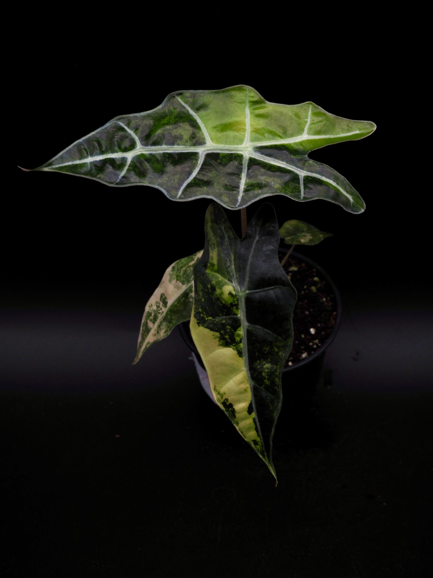 Alocasia Sanderiana Bull Aurea
