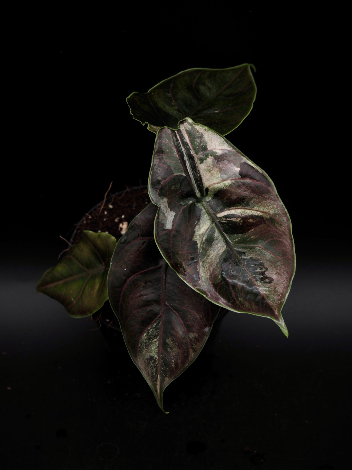 Alocasia Azlanii Pink