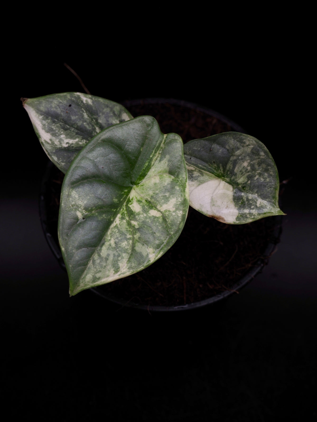Alocasia Silver Dragon Albo