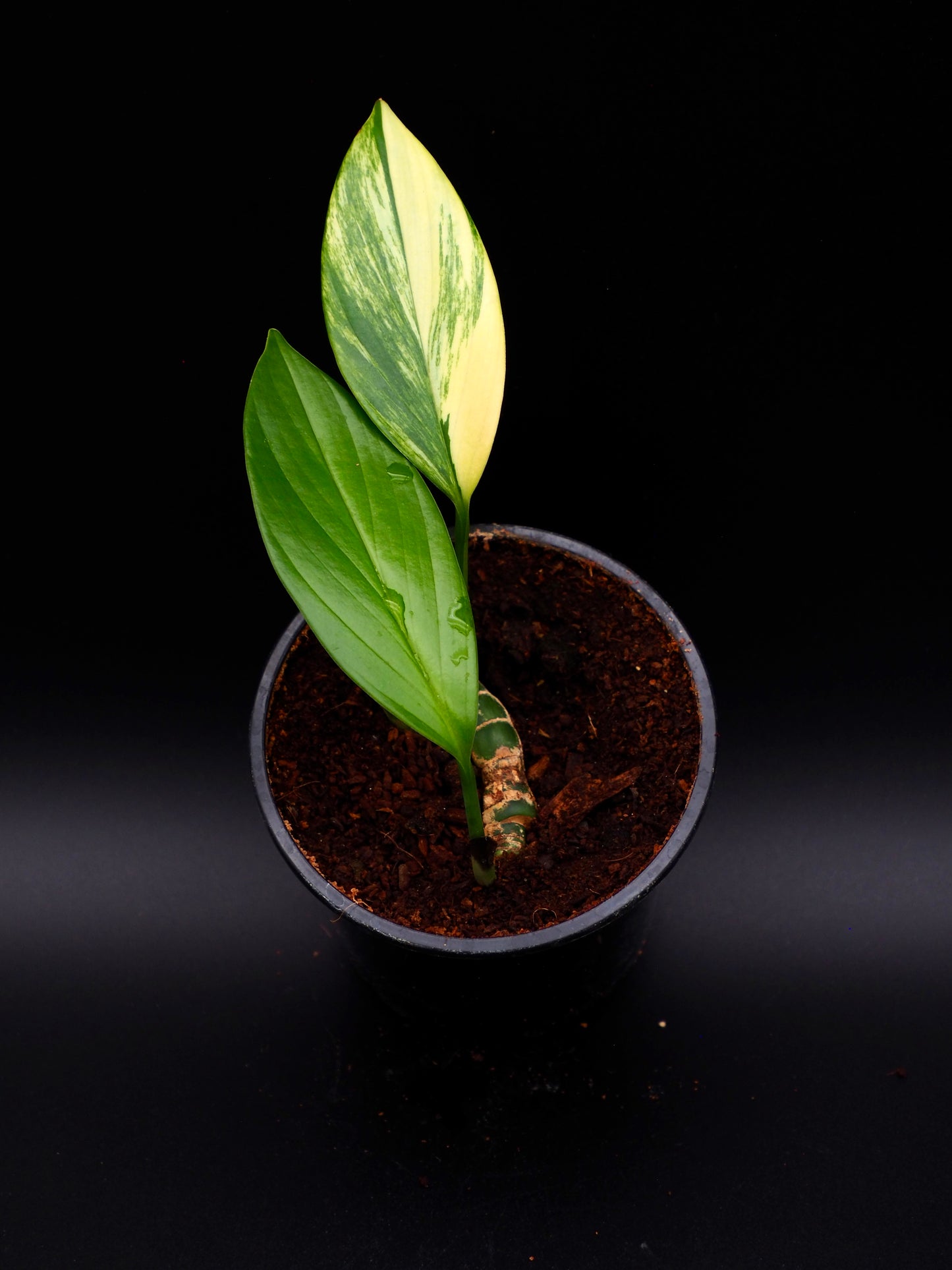 Rhaphidophora Decursiva Aurea Variegata