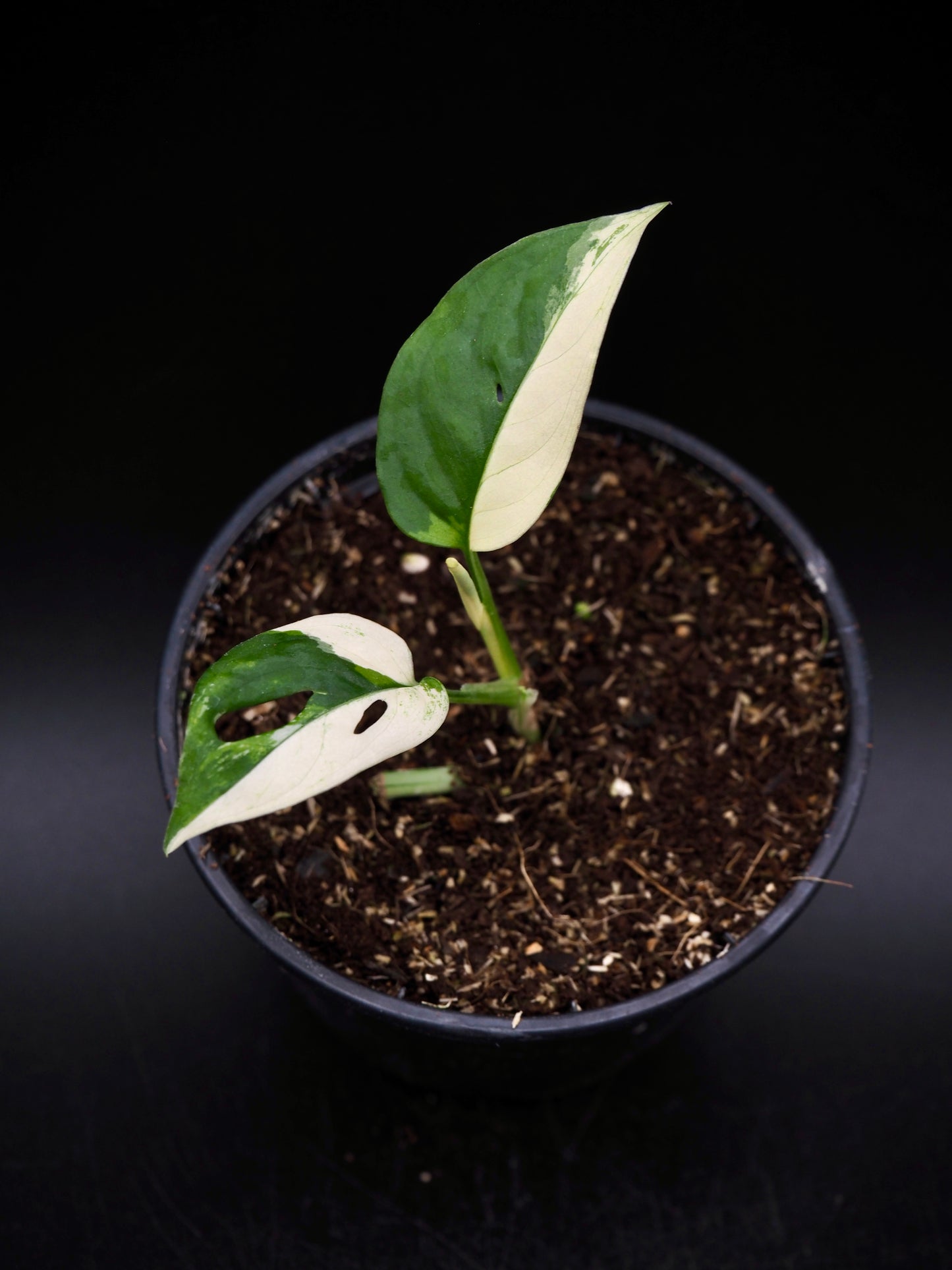Monstera Laniata Albo Variegata