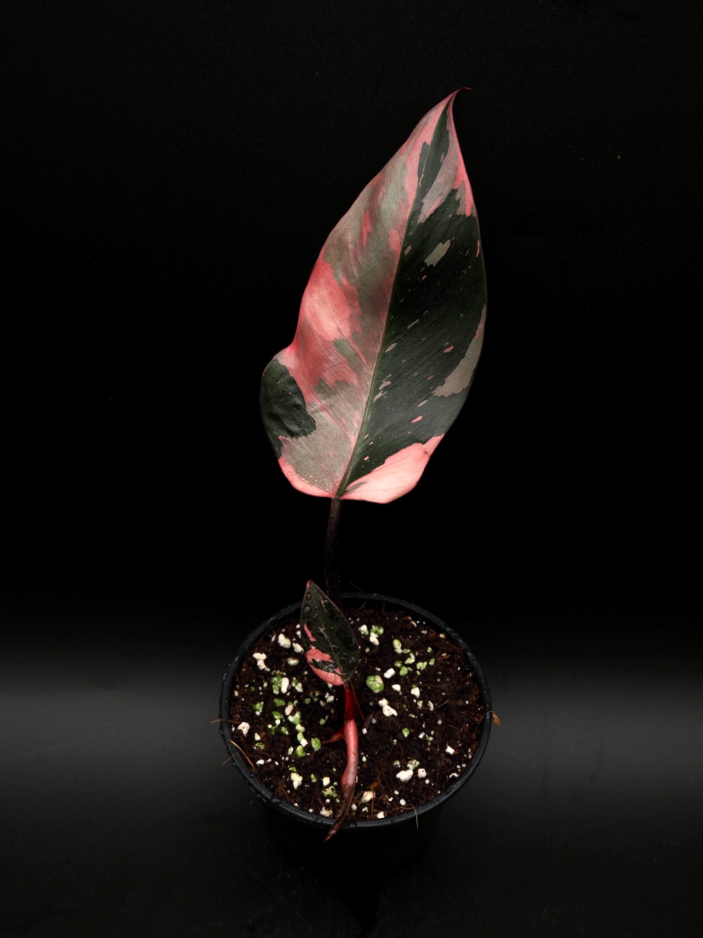 Philodendron Pink Princess Galaxy