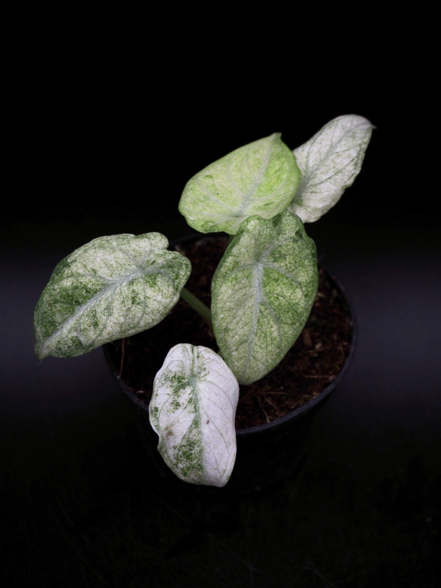 Alocasia Ninja Tricolor