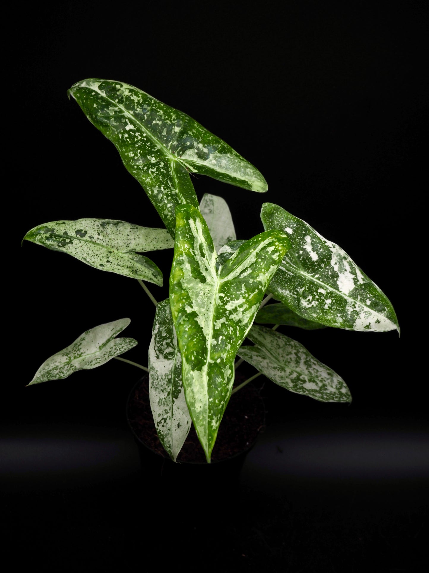 Alocasia Longiloba Thai Con