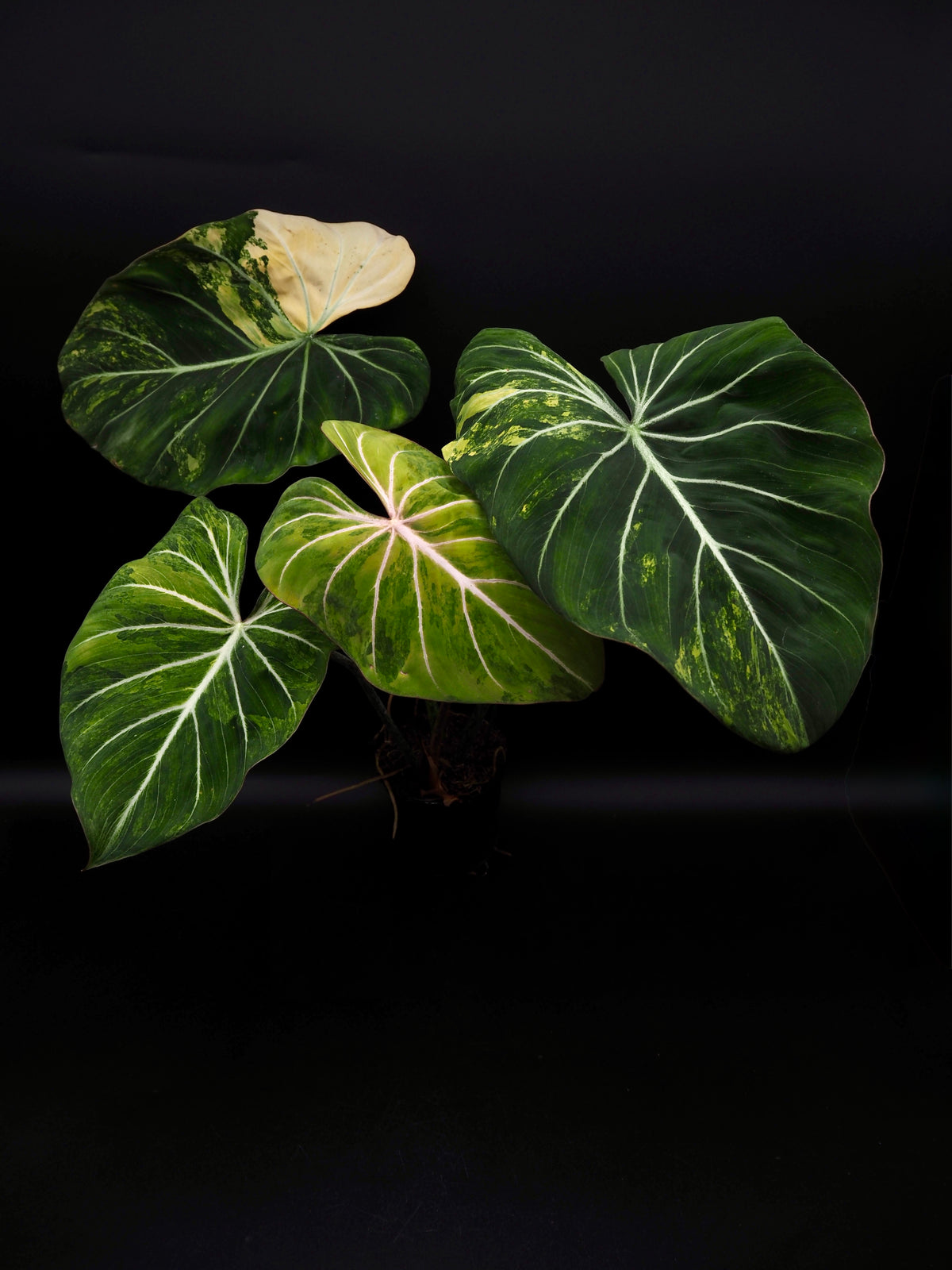 Philodendron Gloriosum Aurea