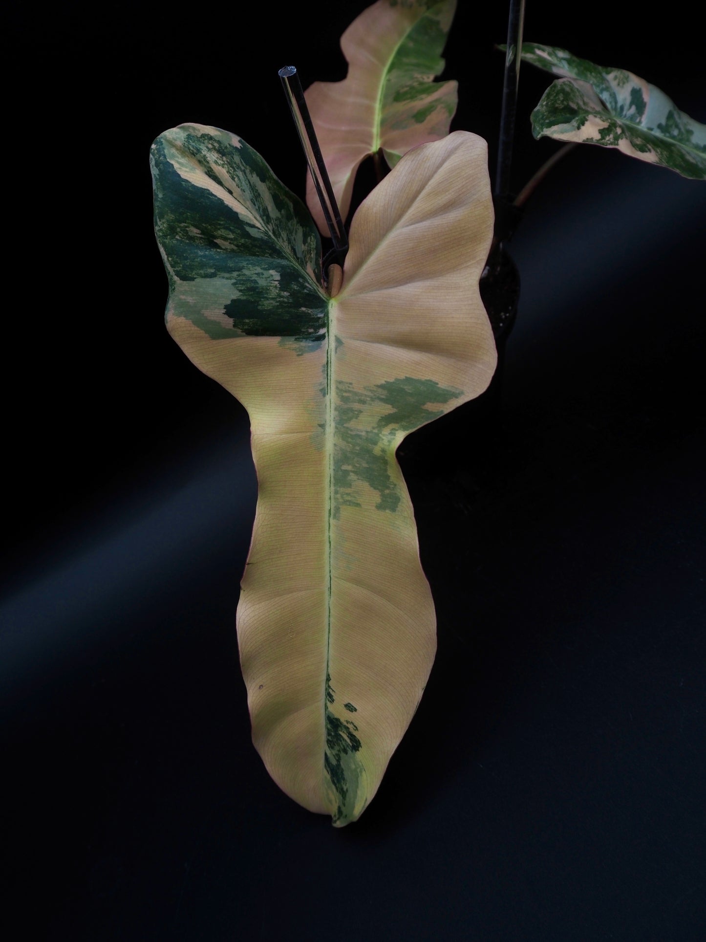Philodendron Florida Beauty x Black Billietiae