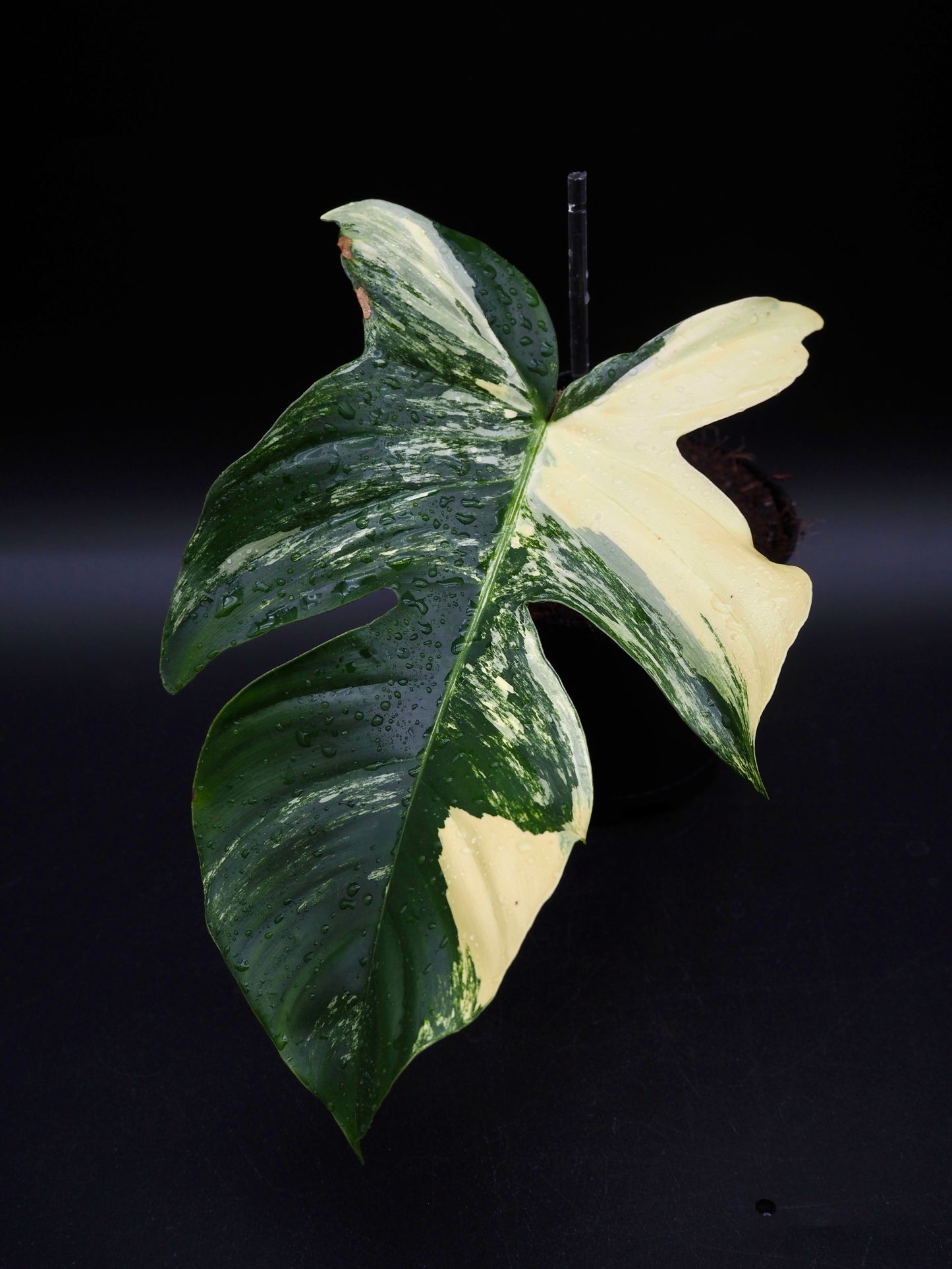 Philodendron Squamiferum Aurea Variegata