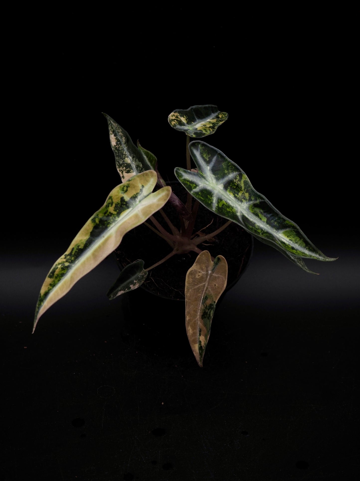 Alocasia Bambi Aurea