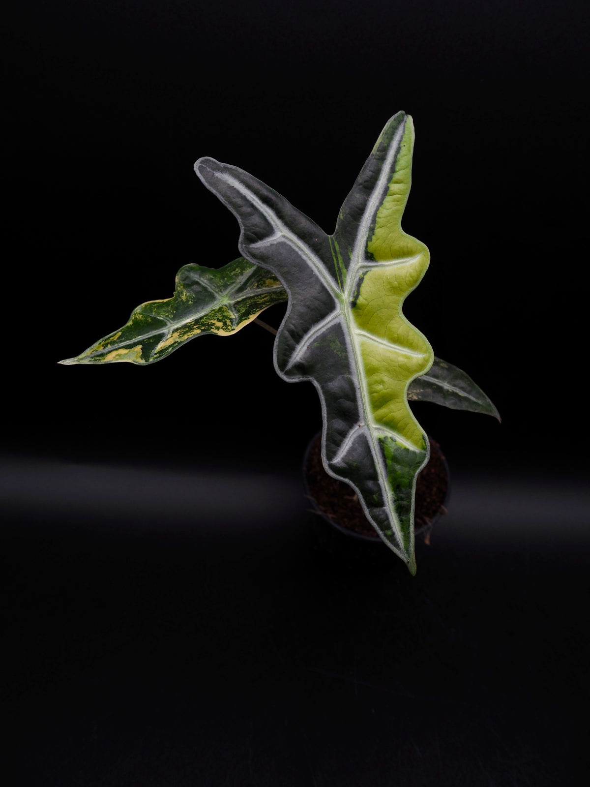 Alocasia Nobilis Aurea