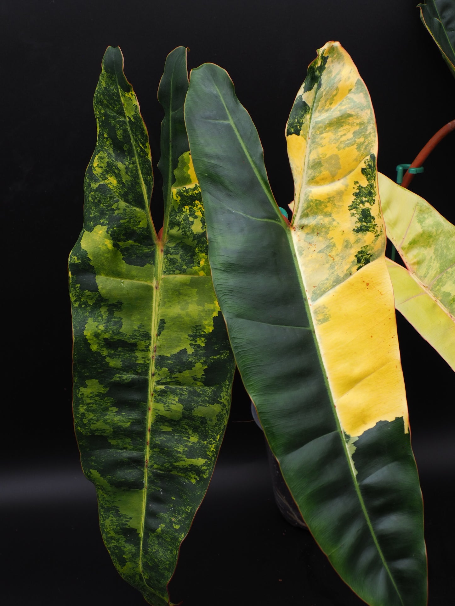 Philodendron Billietiae Variegata