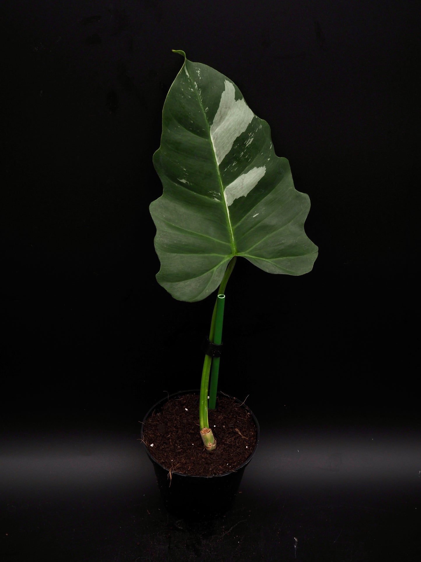 Philodendron Golden Dragon Variegata