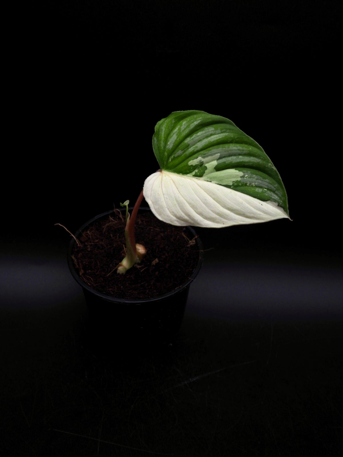 Philodendron Mamei Variegata