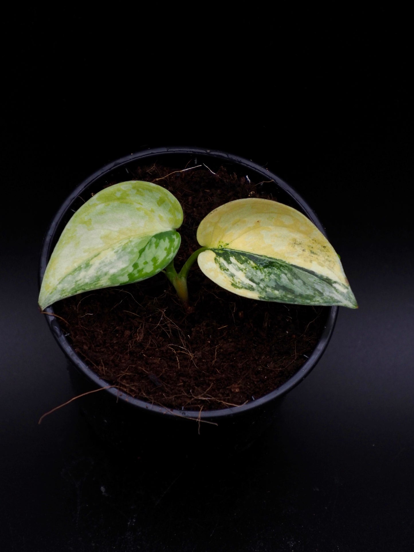 Scindapsus Apolaki Variegata