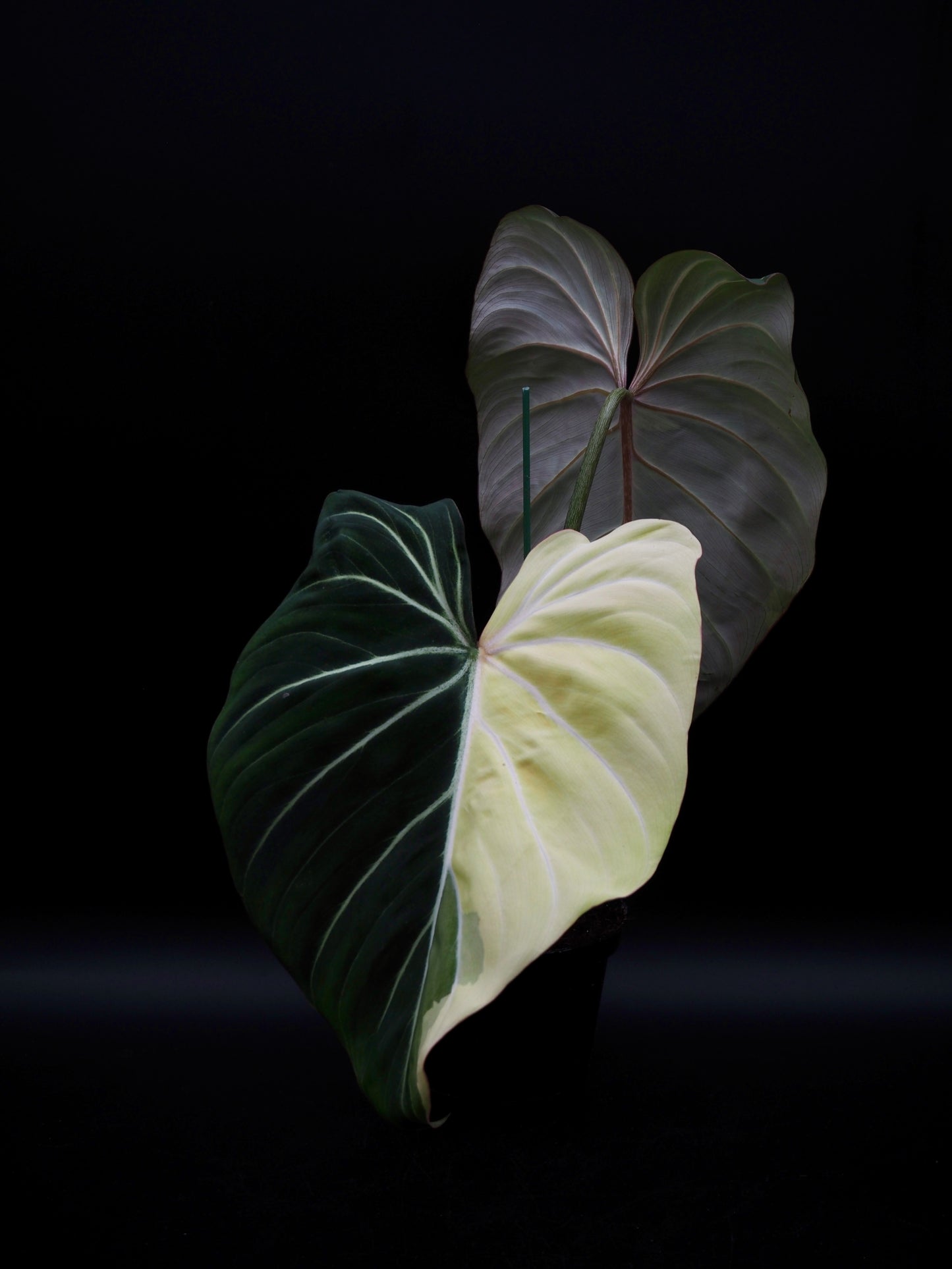 Philodendron Gloriosum Albo Variegata