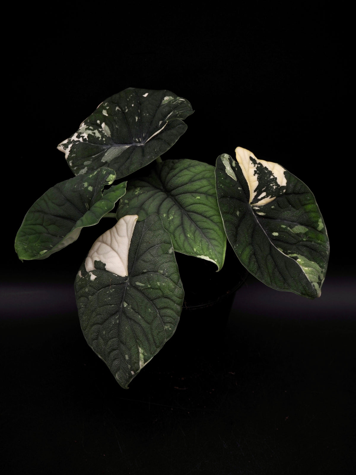 Alocasia Melo Albo Variegata
