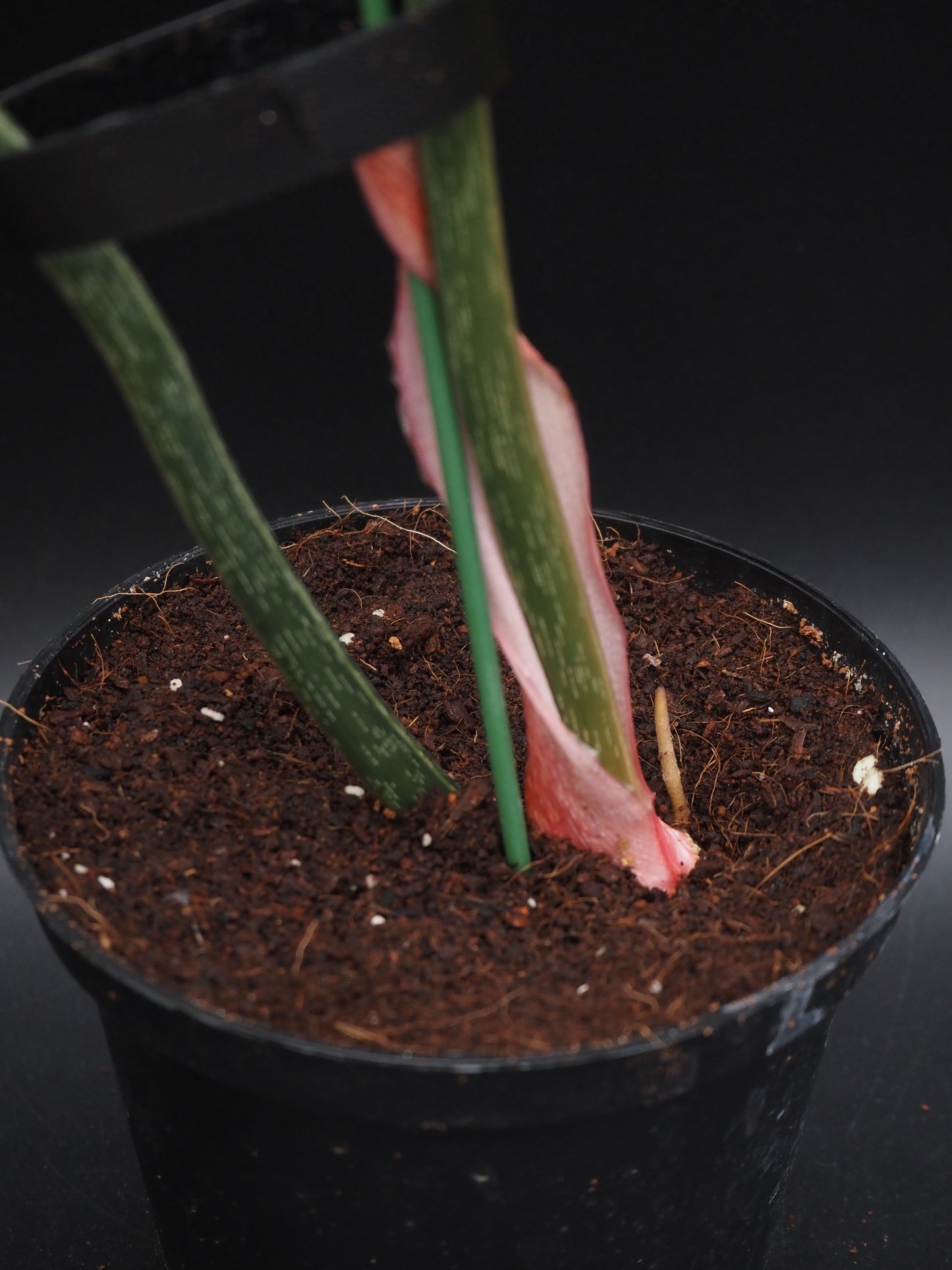 Philodendron Gloriosum Albo Variegata