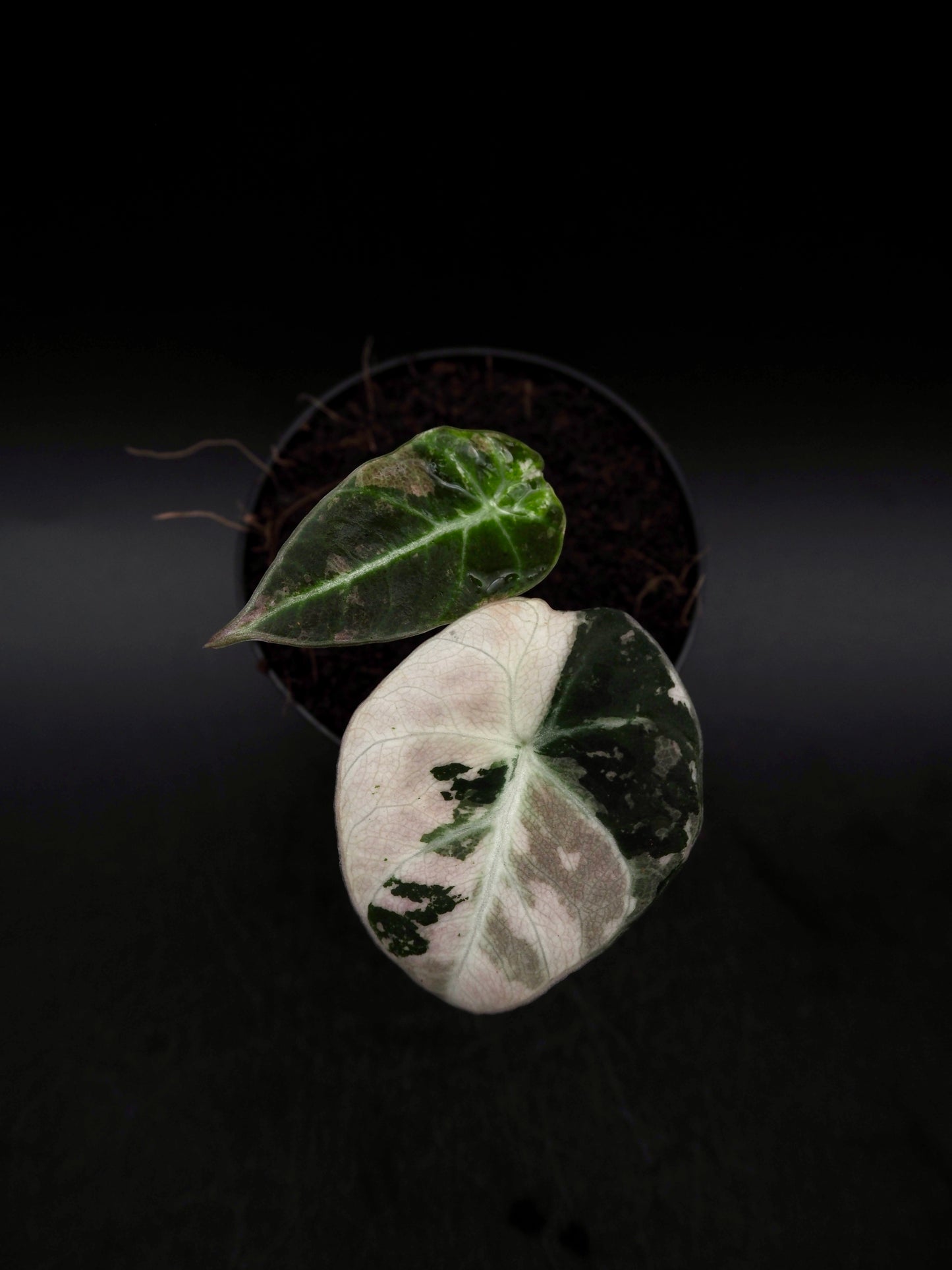Alocasia Black Velvet Pink