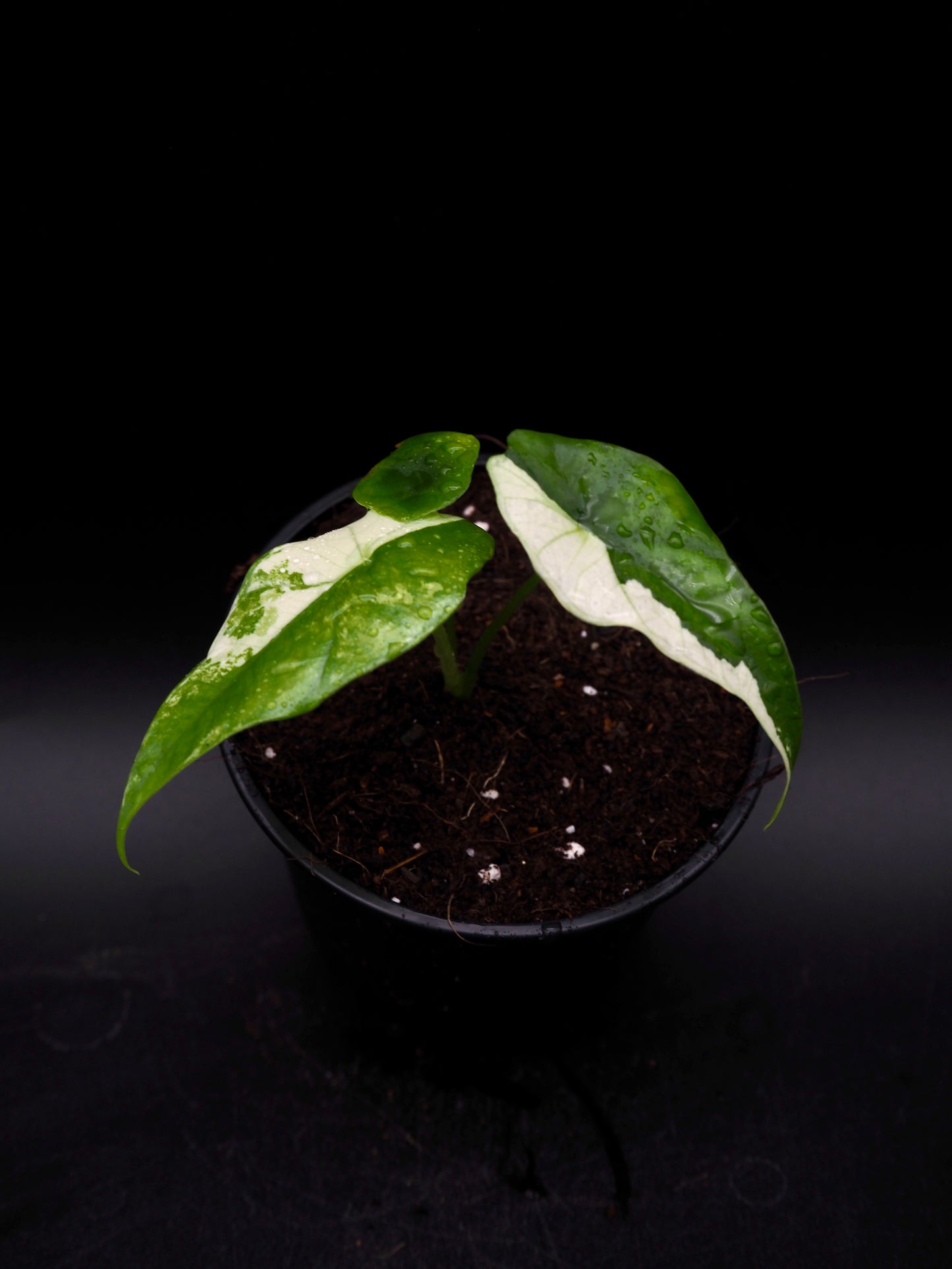 Alocasia Simpo Albo