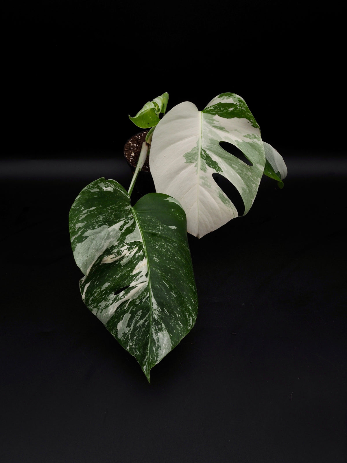 Monstera Borsigiana Albo Variegata