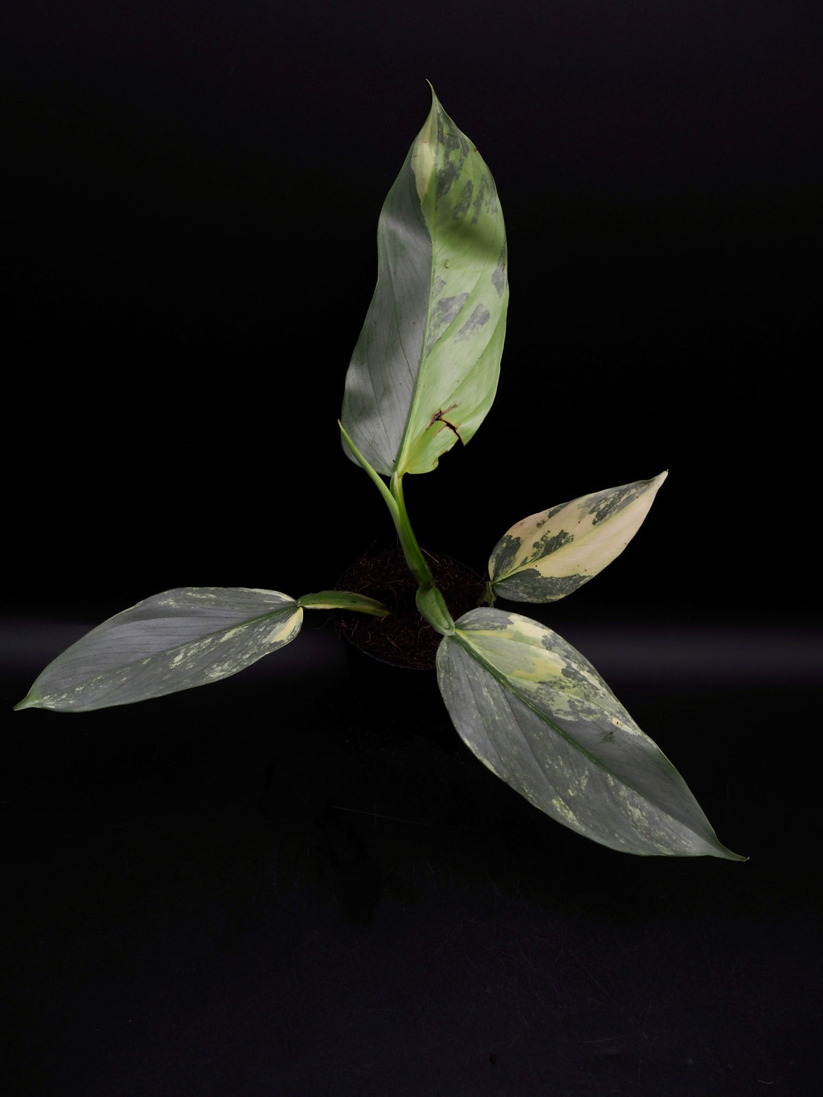 Philodendron Silver Sword Variegata